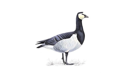 barnaclegoose_tcm9-17043