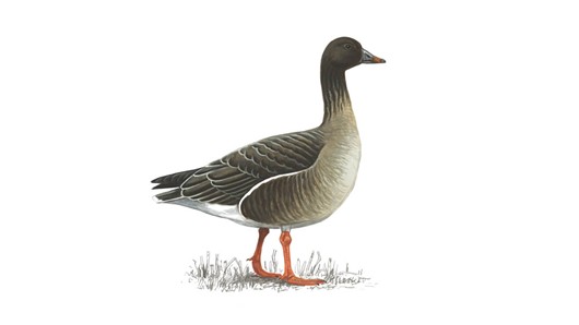 beangoose_tcm9-190667
