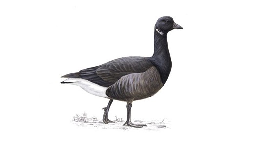brentgoose_tcm9-17119