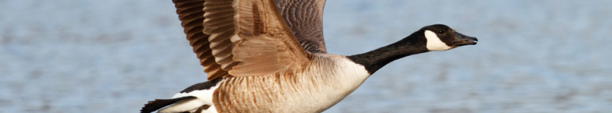 Goosy goose