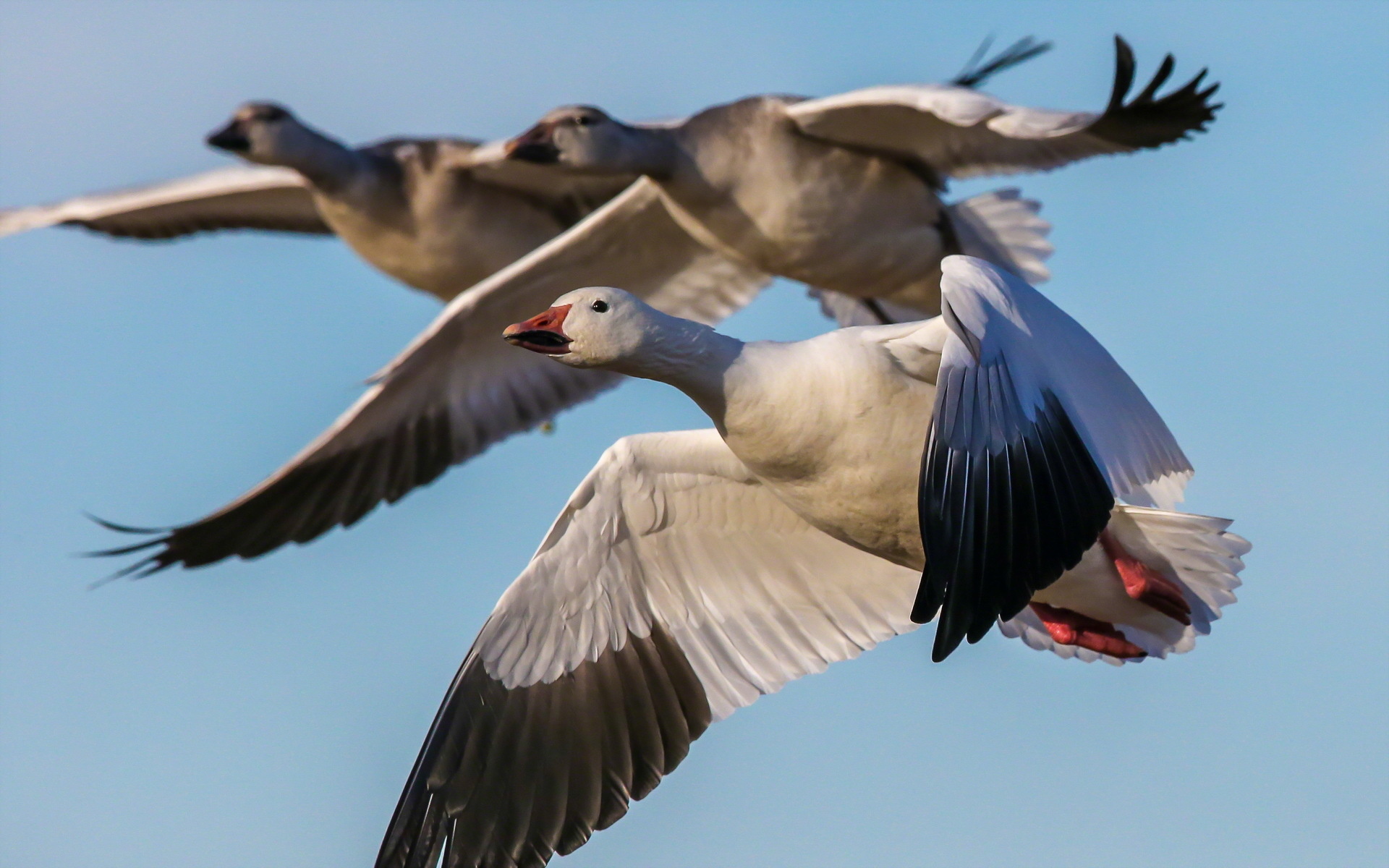 geese_birds_flying_snow_goose_1920x1200