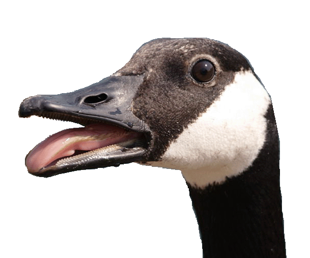 goosehead